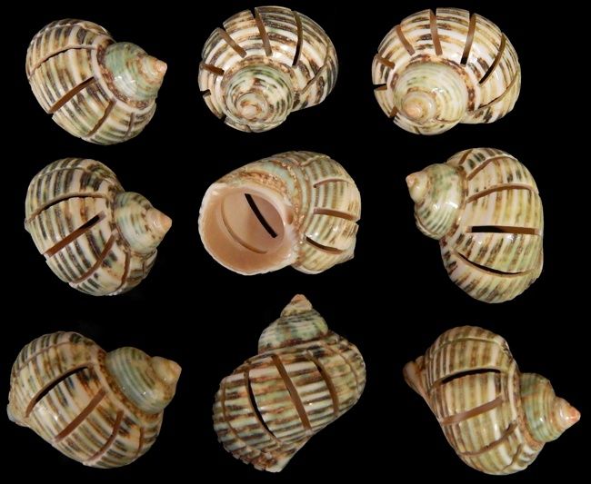 Multi Cut Green Turbo Shells measuring 2 to 2 1/2"  Sold Each