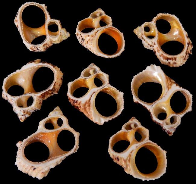 Gold Mouth Center Cut Turbo Shells measuring 1 3/4 to 2 1/2"  Sold Each