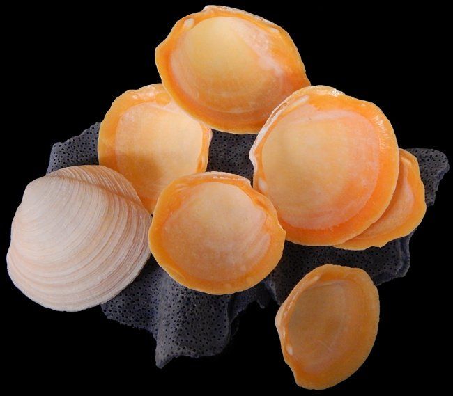 Buttercup Shells measuring 2 to 3" Sold by the 1/4 LBS
