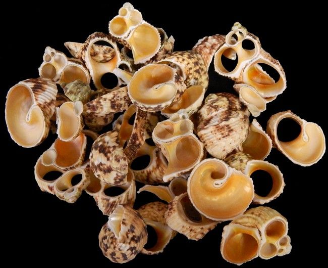 Multi Cut Gold Mouth Turbo Shells measuring 3/4 to 1 3/4"  Sold by the 1/4 LBS