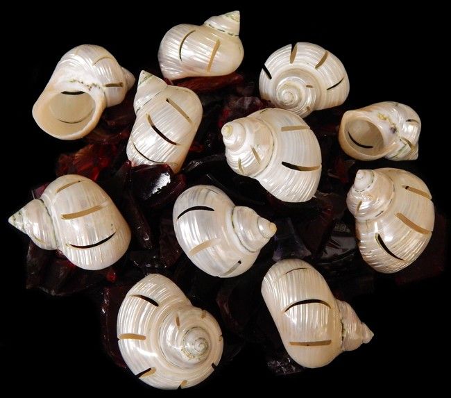 Multi Cut Silver Turbo Shells measuring approximately 2 1/2"  Sold Each