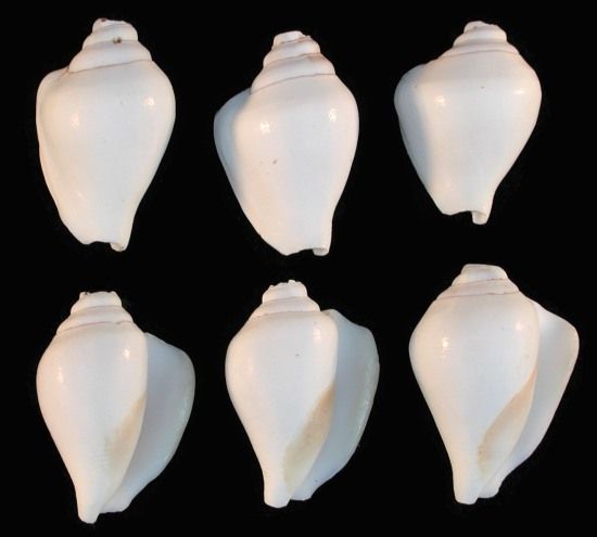 Drilled Canarium Shells measuring 2 to 2 1/2"  Sold Each