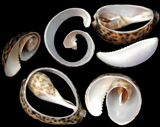 Multi Cut Cowrie Shells measuring 1 1/2 to 3"  Sold by the 1/4 pound