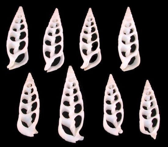 Center Cut White Cerithium Shells measuring 1  to 1 1/2"  Sold Each