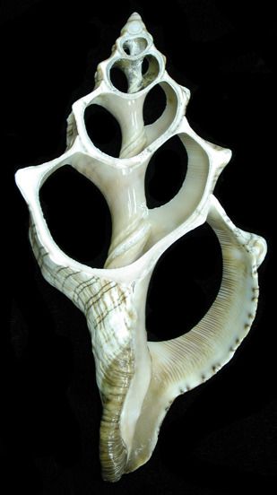 Center Cut Fox Shell measuring 6 to 7" Sold Each
