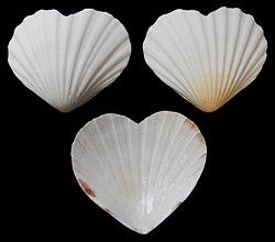 White Heart-Shaped Scallop Half Shells measuring 4 to 4 1/2" Sold Each