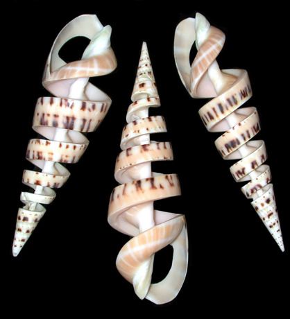 Spiral Cut Marlin Spike Shells measuring 5 to 6" Sold Each