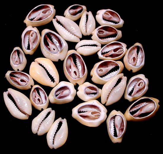 Center Cut Moneta Shells measuring 3/4" or less Sold Each