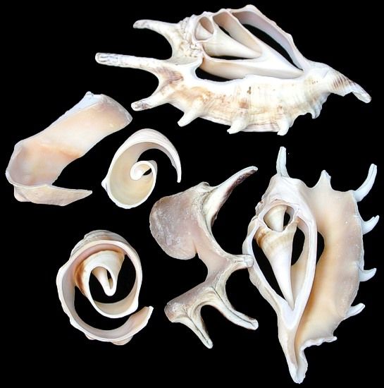 Multi-Cut Lambis Shells measuring 2 1/2 to 3 1/2" sold by the 1/4 pound