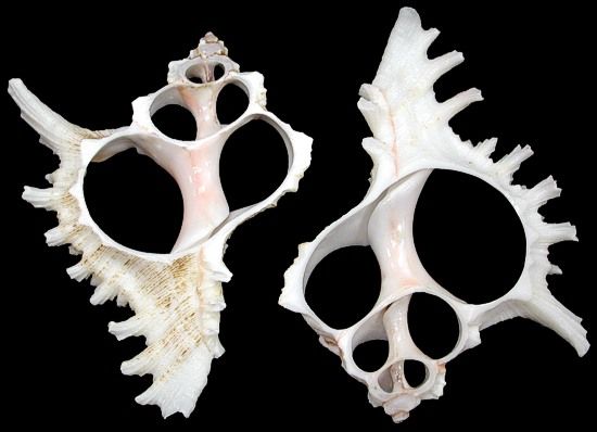 Center Cut Murex Shells measuring 3 to 4" Sold Each
