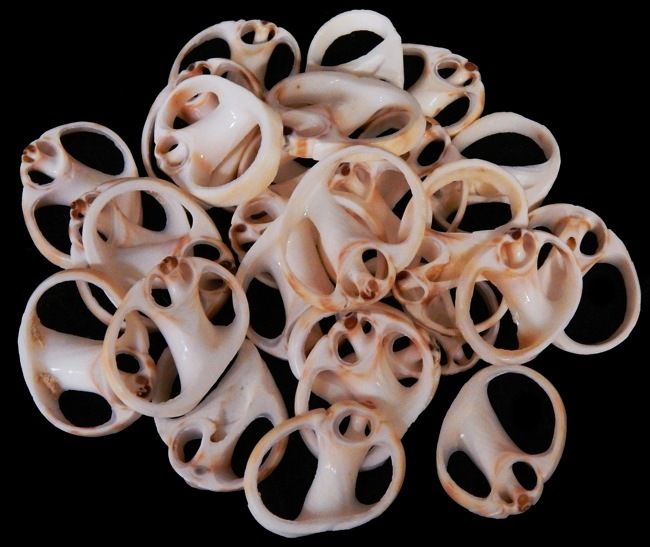 Center Cut Nautica Vitellus Shells measuring 1 to 1 1/2"  Sold Each