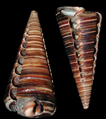 Cut Telescope Shells measuring 2 1/2 to 3" Sold Each