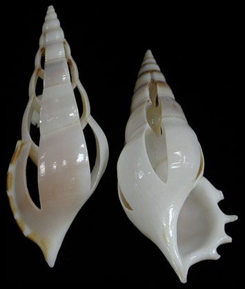 Cut Tibia Curta Shells measuring 3 1/2 to 4"  Sold Each
