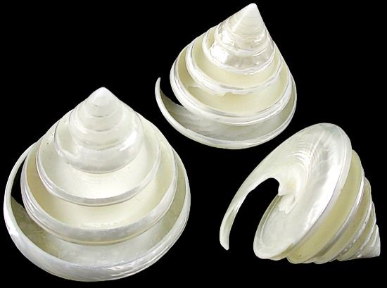 Silver Troca Spiral Cut Shells measuring 2 to 2 1/2" , Sold Each