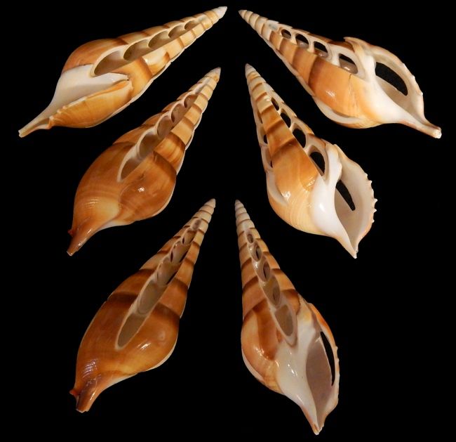 Diamond Cut Tibia Shells measuring 4 to 4 1/2" Sold Each