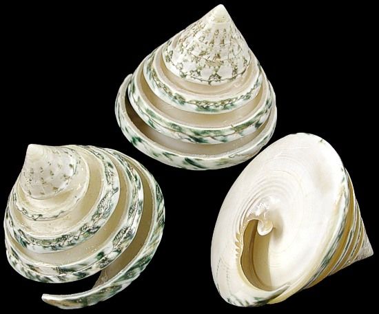 Green Spiral Cut Troca Shells measuring 2 to 2 1/2" Sold Each