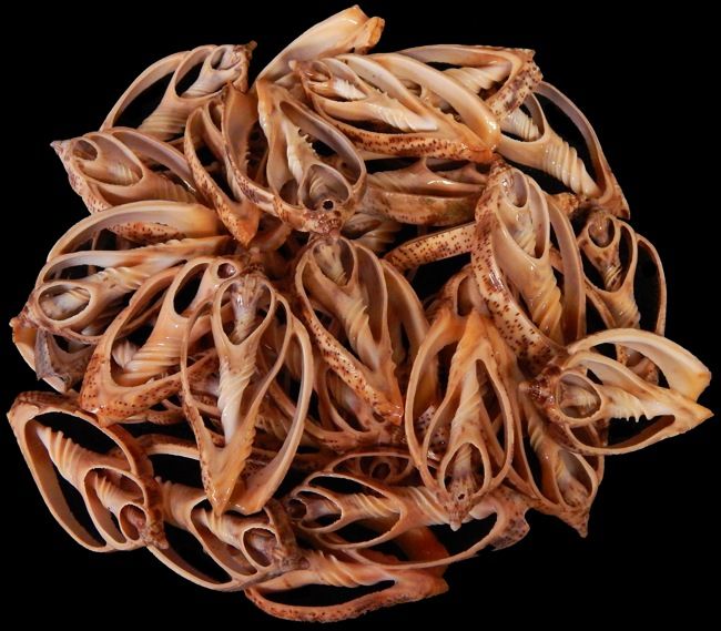 Center Cut Volute Shells measuring 2 to 2 1/2"  Sold Each