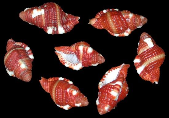 Rubeculum Cymatium Shells measuring approximately  1"  Sold each