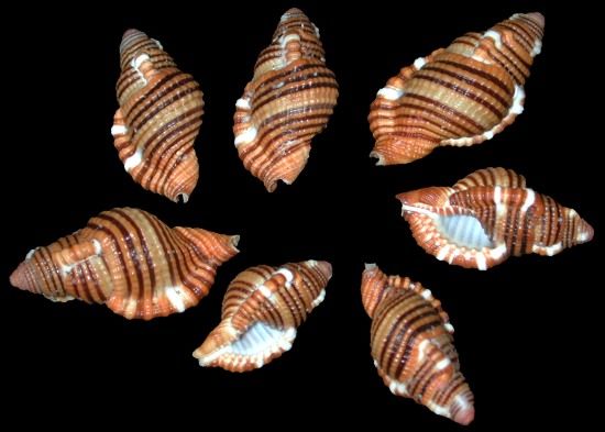 Sarlostoma Cymatium Shell measuring 1" or less Sold Each