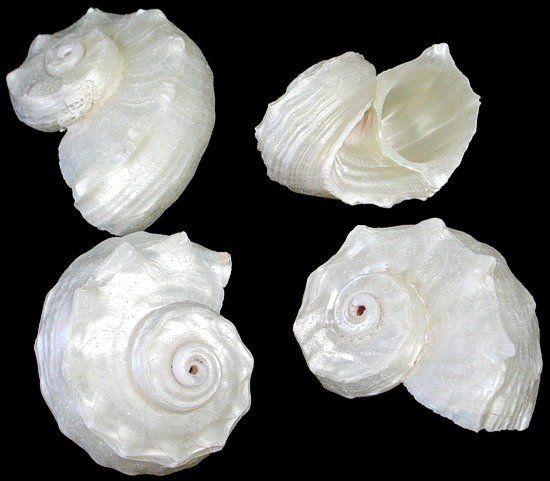 Pearl Delphinulus Shells measuring 1 1/2 to 2" Sold Each