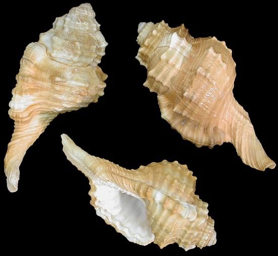 Ranularia Pyrum Cymatium Shells measuring 2 to 3"