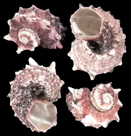 Delphinula Shells measuring 1 to 2 1/4"  Sold By The 1/4 LBS