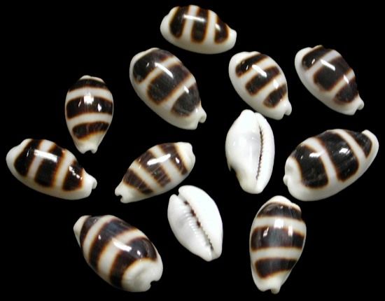 Cyprea Palmadusta Asellus Shells measuring approximately 1/2"  SOLD OUT