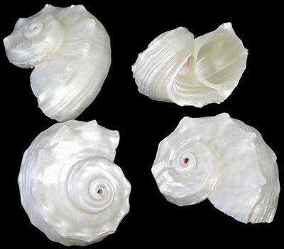 Pearl Delphinulus Shells measuring at least  2" Shell Sold Each