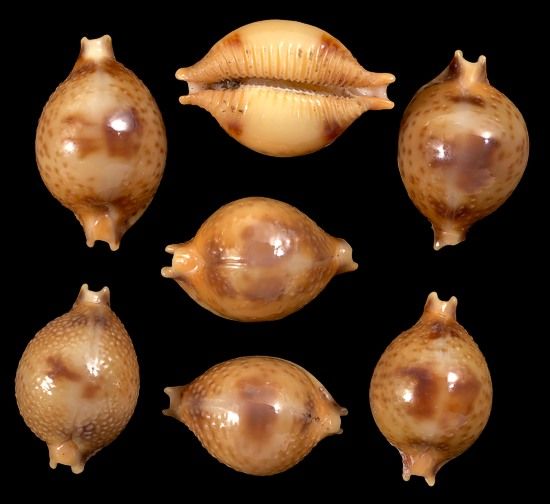 Bistrinotata Cyprea Shells measuring approximately 1/2"  Sold Each