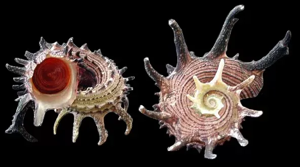 Angaria Delphinulus Shells measuring approximately 2" Sold Each