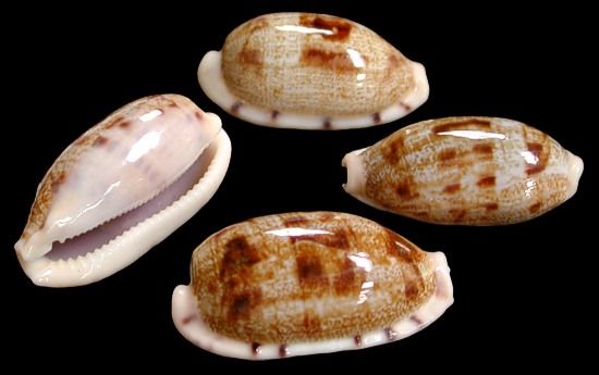 Cyprea Teres Shells measuring approximately 1" Sold Each