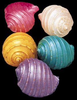 Dyed Assorted Tun Tessalata Shells measuring 2 to 3" Sold Each