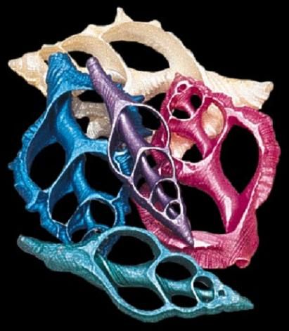 Dyed Assorted Center Cut Shells measuring 2 to 3" Sold Each