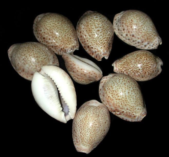 Cyprea Tarmus Shells measuring approximately 2" Sold Each