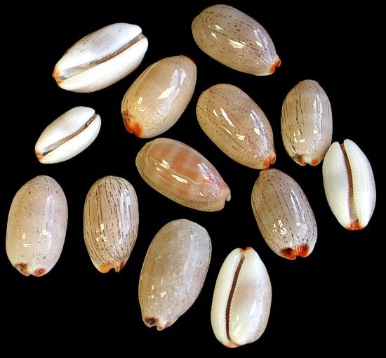 Isabela Cyprea Shells measuring 5/8 to 1"  Sold Each