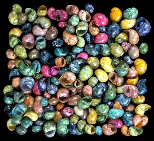 Dyed Assorted  Littorina Shells measuring approximately 1/4" Sold by the 1/4 LBS