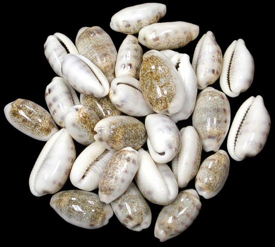 Blasicrura Pallidula Cyprea shells measuring 1/2 to 1" Sold Each