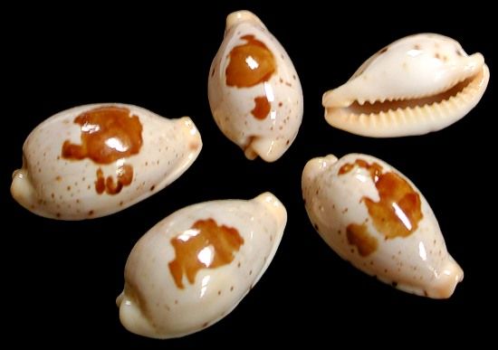 Cyprea Saulae Shell measuring approximately 1"  Sold Each