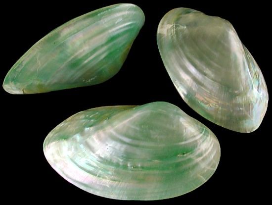 Dyed Green Clam Shell Pairs measuring 3 to 4"  Sold Each