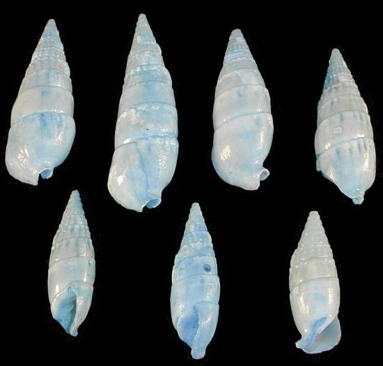 Dyed Blue Cerithium Shells measuring 1/2 to 1"  Sold by the 1/4 LBS
