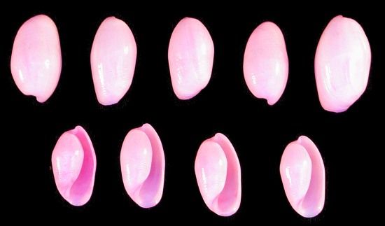Dyed Pink Bullet Shells measuring 1/2 to 1"  Sold by the 1/4 LBS