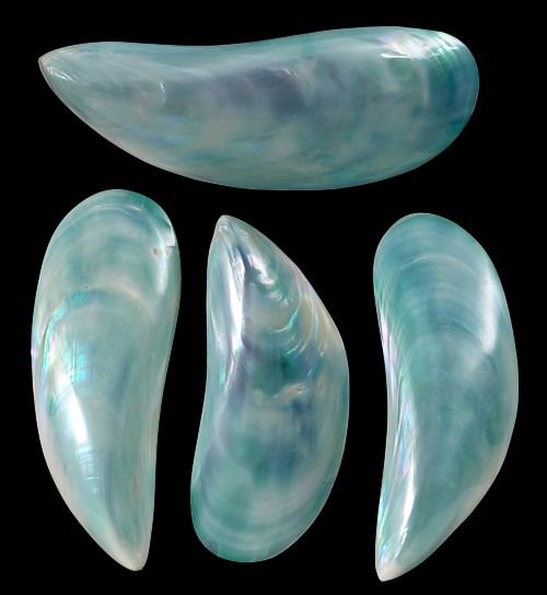 Dyed Green Tahong Shell Pairs measuring 3 to 4"  Sold Each