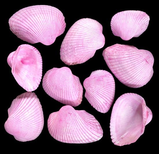 Dyed Pink Cockle Shell Singles measuring 1 to 2" Sold by the 1/4 LBS
