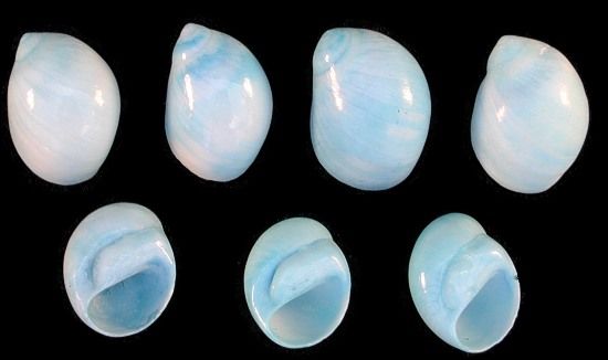 Dyed Blue Moon Shells measuring 1/2 to 1"  Sold by the 1/4 LBS