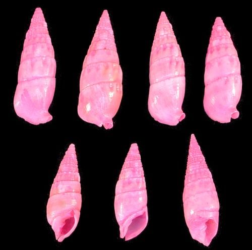 Dyed Pink Cerithium Shells measuring 1/2 to 1"  Sold by the 1/4 LBS