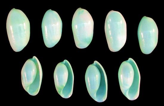 Dyed Green Bullet Shells measuring 1/2 to 1"  Sold by the 1/4 LBS