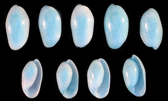 Dyed Blue Bullet Shells measuring 1/2 to 1" Sold by the 1/4 LBS