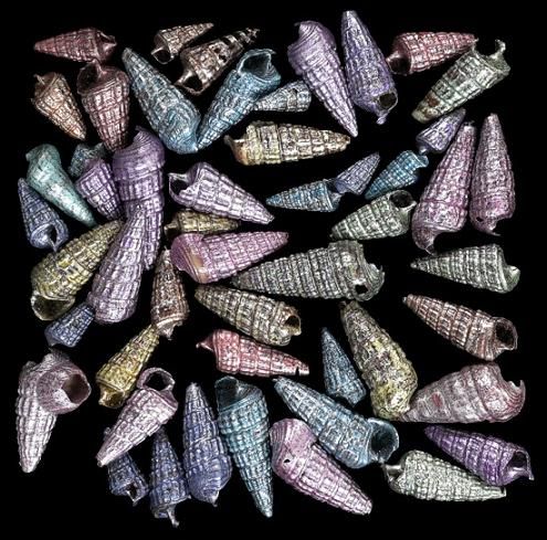 Dyed Assorted Auger Shells measuring Approximately 1/2" Sold by the 1/4 LBS