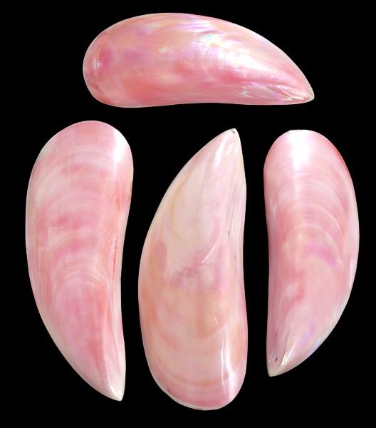 Dyed Pink Tahong Shell Pairs measuring  4 to 5" Sold Each