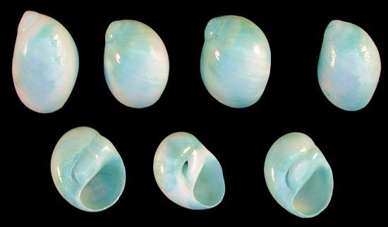 Dyed Green Moon Shells measuring 1/2 to 1"  Sold by the 1/4 LBS